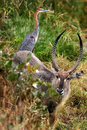 Waterbuck and goliath heron, Kruger Park, South Africa