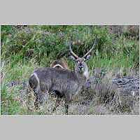 Waterbuck close-up