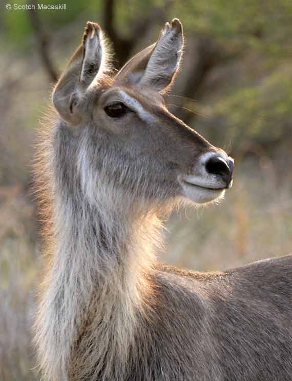 Waterbuck female. close-up, Kruger Park