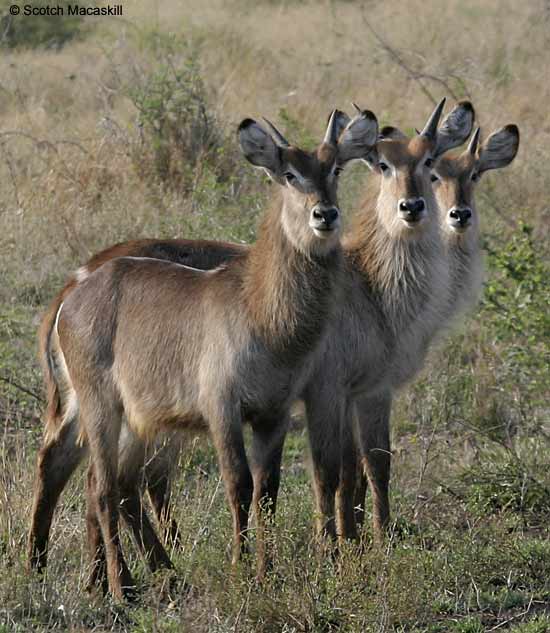 Young waterbuck males