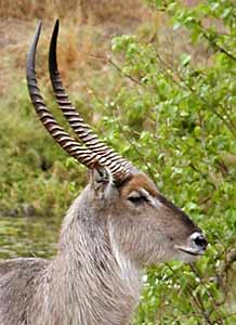 Waterbuck's horns