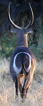 Waterbuck with white circle marking on rump