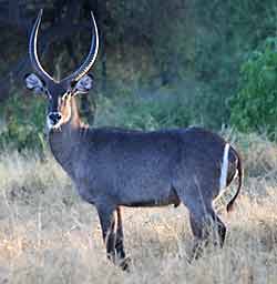 Waterbuck bull, side view