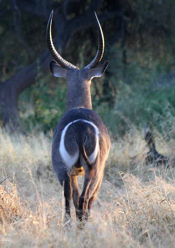 Waterbuck bull, rear view