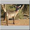 Waterbuck cow, Mashatu Game Reserve, Botswana