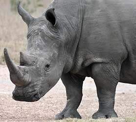 White rhino showing square lip, Sabi Sand, South Africa
