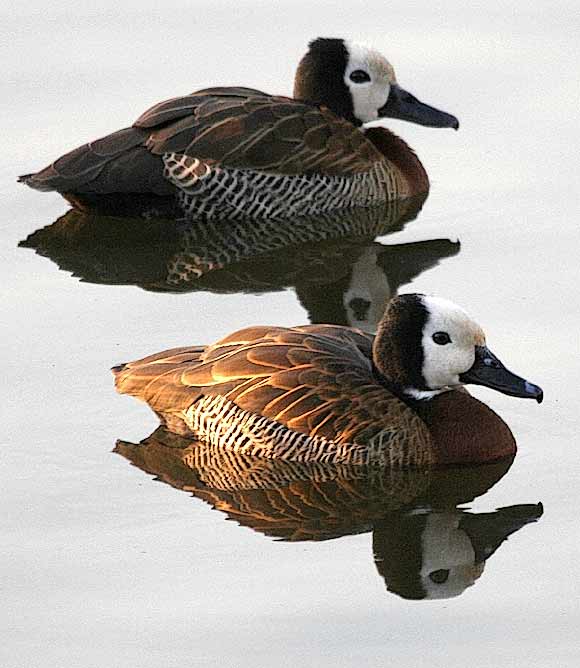 Pair of whitefaced duck with reflections
