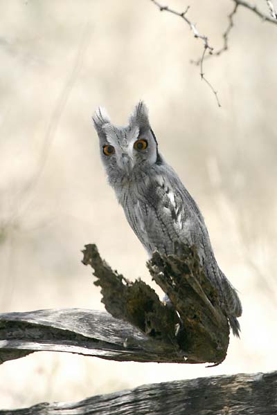 Whitefaced owl, immature