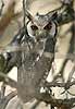 White Faced Owl