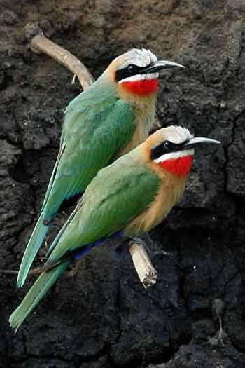 White-fronted bee-eaters against riverbank