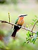 Whitefronted bee-eater