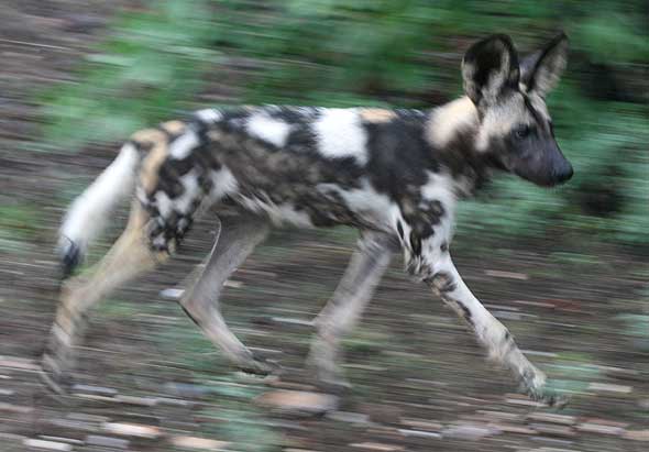 Wild dog on the move