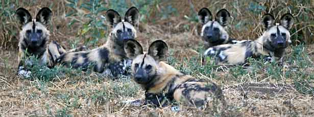 Pack of African wild dogs, Botswana