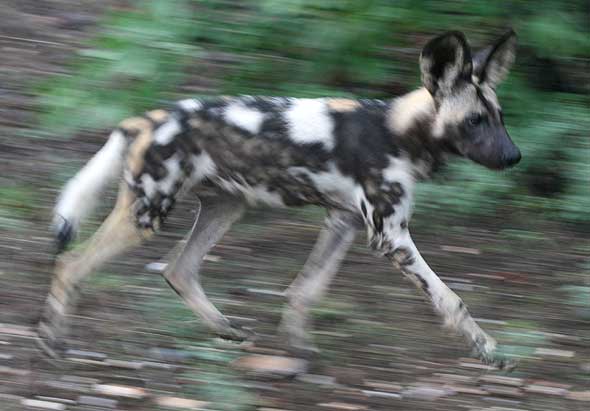 African painted dog, motion blur