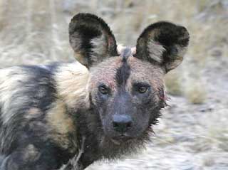 Wild Dog close-up, Sabi Sand, South Africa