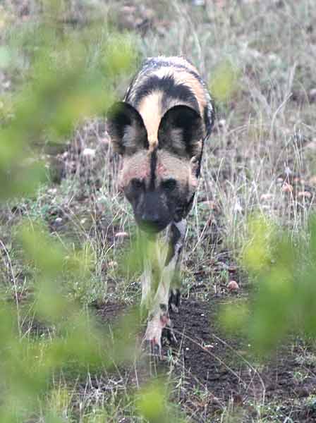 Wild dog walking, front-on