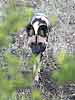 African Wild Dog (Lycaon pictus) on the move