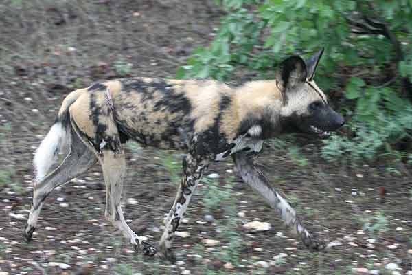 Wild dog on the move, Tuli Block, Botswana