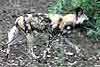 African Wild Dog (Lycaon pictus) on the move