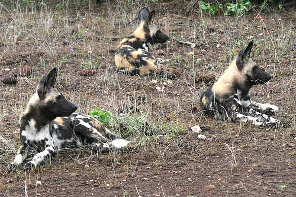 Wild dogs lying on rocky ground, Tuli Block, Botswana