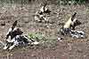 Trio of African Wild Dog (Lycaon pictus) lying on rocky ground