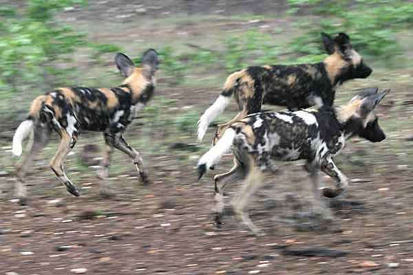Wild dogs on the move, Botswana