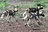 African Wild Dog trio (Lycaon pictus) off on a mission