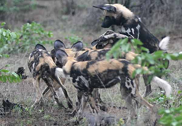 Wild dogs at play, Botswana