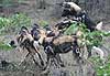Young Wild Dogs (Lycaon pictus) at play