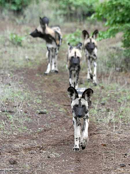 Wild dog sitting on its haunches