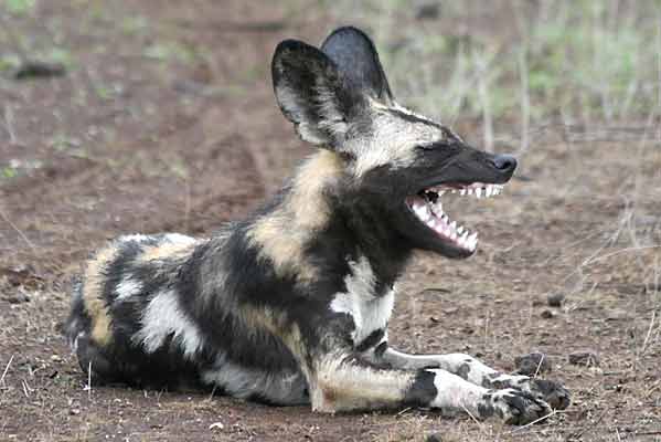 Wild dog showing its teeth, Tuli Block, Botswana