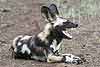 African Wild Dog (Lycaon pictus) showing its sharp teeth