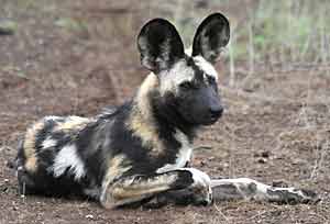 wild dog lying down
