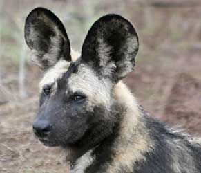 Wild dog head view showing large, rounded ears