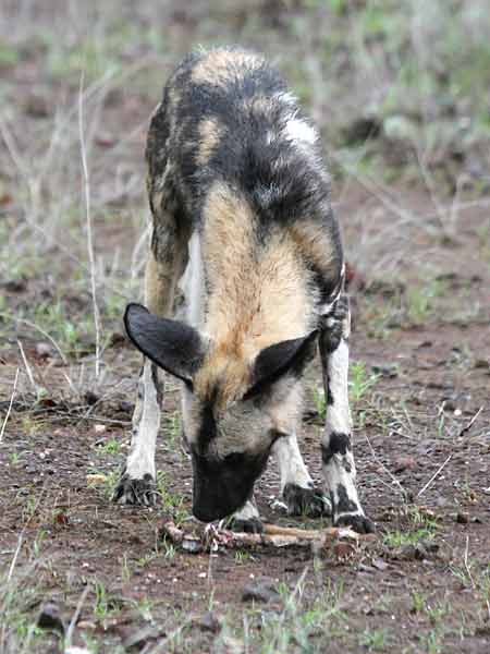 Wild dog sniffing at old bones