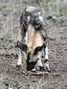 African Wild Dog (Lycaon pictus) sniffing at old bone