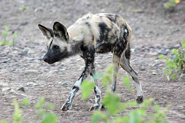 Wild dog on the prowl, Tuli Block, Botswana