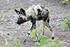 African Wild Dog (Lycaon pictus) walking