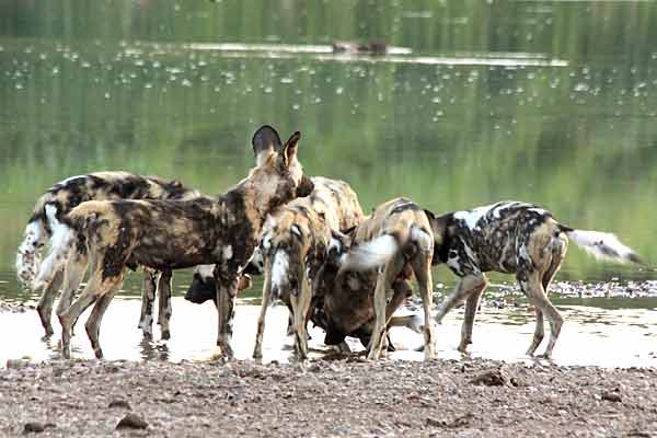 Wild dog on banks of Limpopo River, Botswana