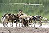 African Wild Dog group (Lycaon pictus) drinking from river