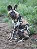 African Wild Dog (Lycaon pictus) sitting on its haunches