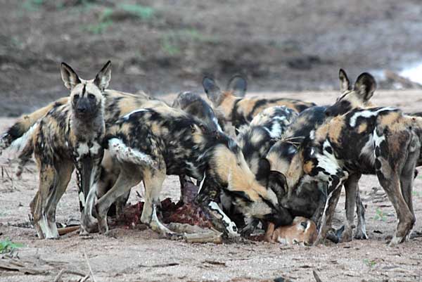 Wild dogs feeding on impala kill