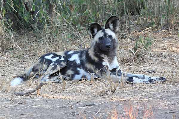 Wild dog relaxing on grassy patch
