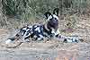 African Wild Dog (Lycaon pictus) lying down