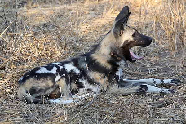 Wild dog yawning