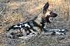 African Wild Dog (Lycaon pictus) yawning