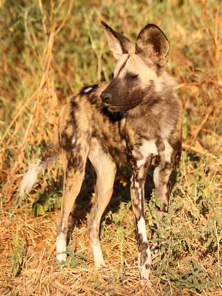 Wild dog standing in thick bush