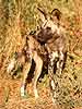 African Wild Dog (Lycaon pictus) standing in long grass