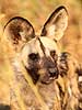 African Wild Dog (Lycaon pictus) close-up
