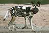 African Wild Dog (Lycaon pictus) on banks of river